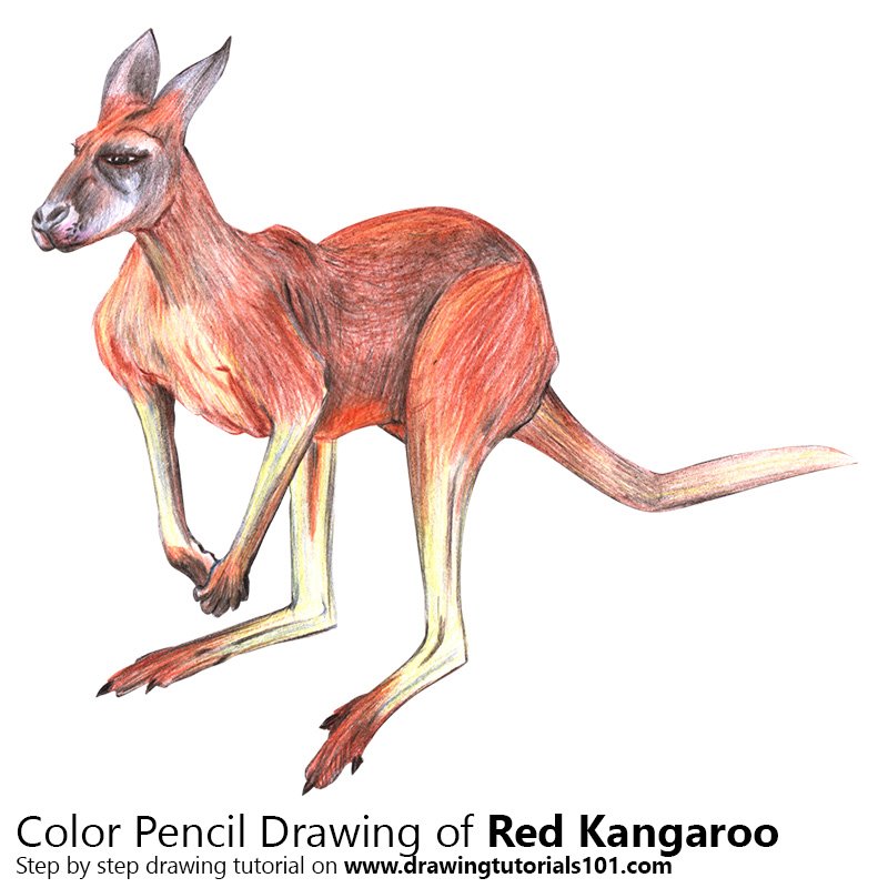 800x800 Red Kangaroo Colored Pencils