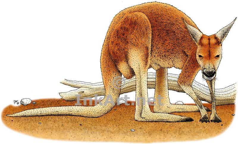 800x485 Red Kangaroo Stock Art Illustration
