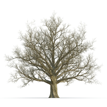 426x426 Red Oak Old Tree Winter 3d Model