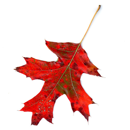 500x500 Oak Tree Drawing