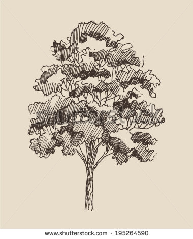 380x470 Red Oak Tree Sketch