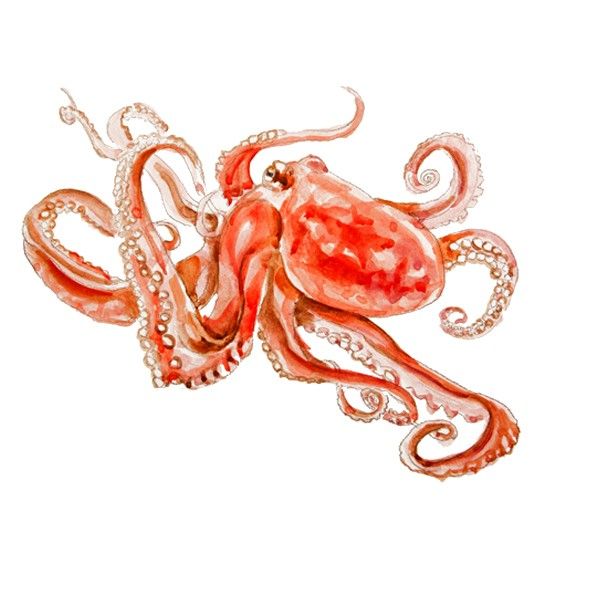 596x596 Giant Octopus Wall Art, Red Octopus Tentacle Illustration, Ocean