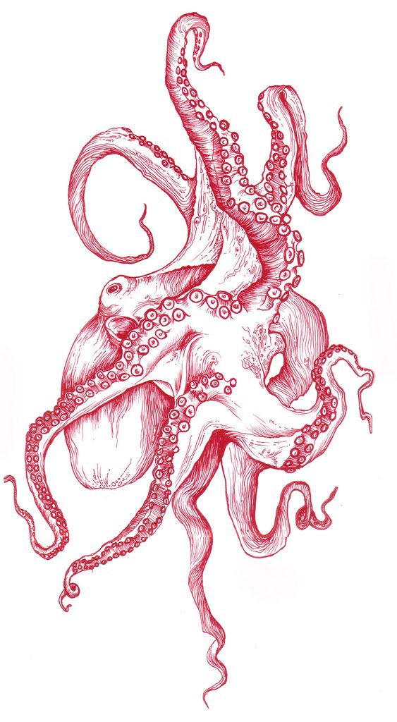 563x1024 Pin By Kyle On Octopuses Octopus Tattoos, Draw