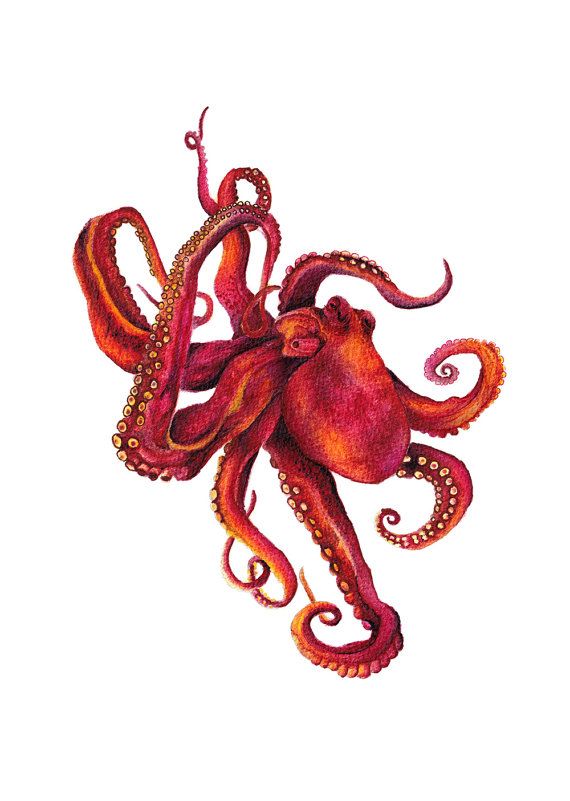 570x801 Red Octopus Watercolor Painting, Watercolor Illustration, Ocean