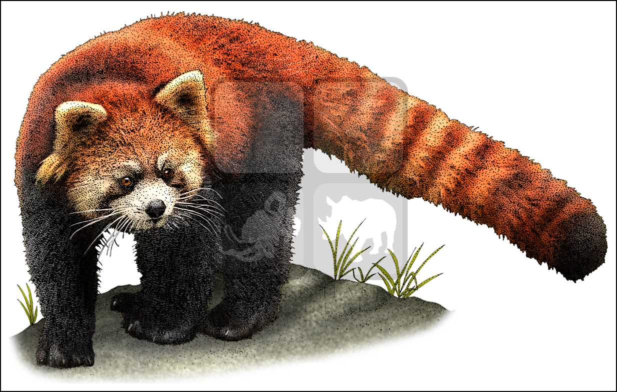 1234x785 Red Panda (Ailurus Fulgens) Black Amp White And Full Color Illustrations