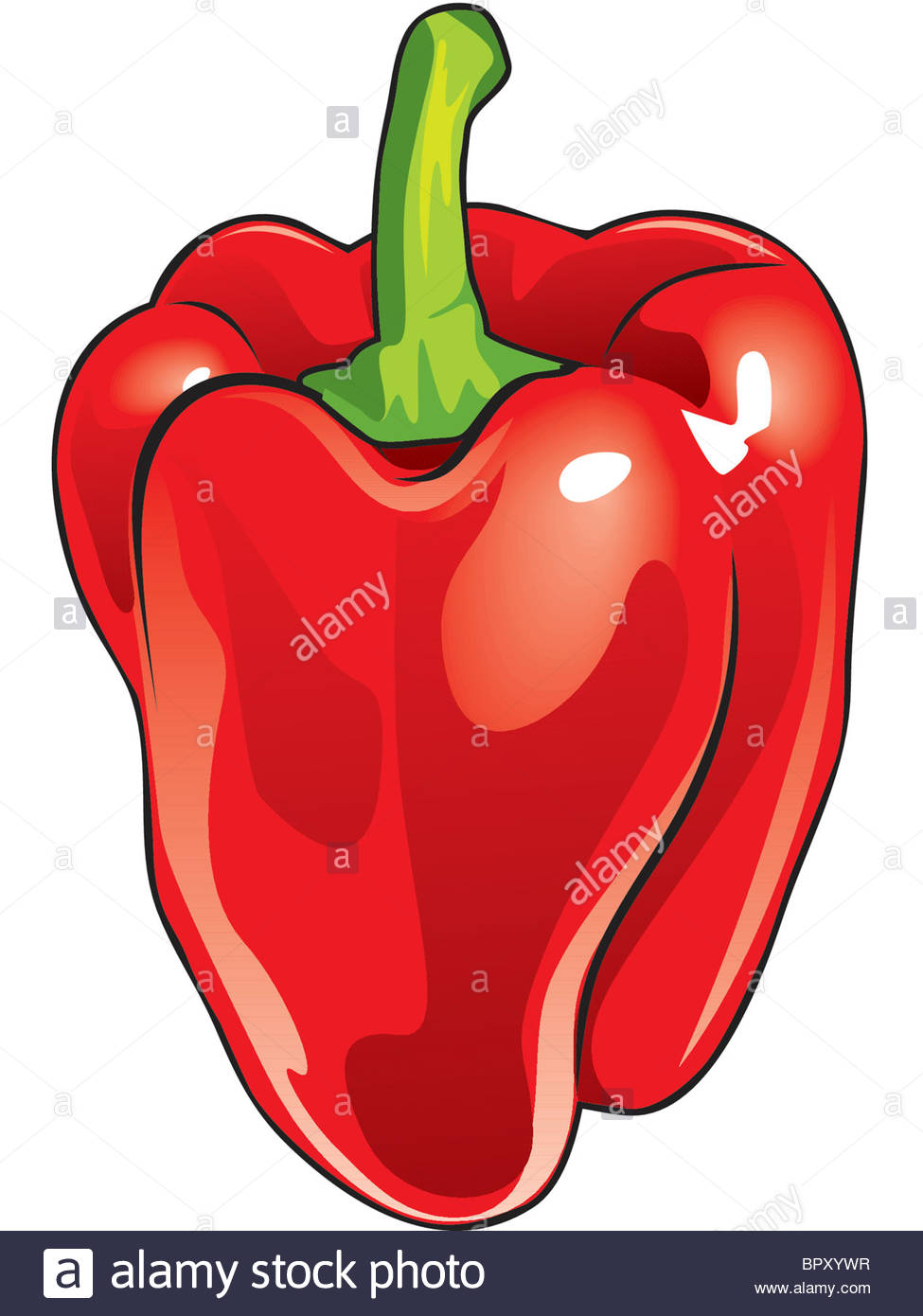 975x1390 Drawing Of A Red Bell Pepper Stock Photo 31325443