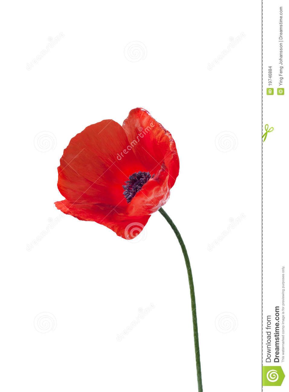 Red Poppy Flower Drawing at GetDrawings | Free download