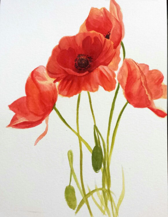 Red Poppy Flower Drawing at GetDrawings | Free download