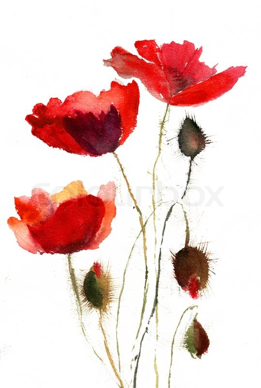 539x800 Red Poppy Flowers Stock Photo Colourbox