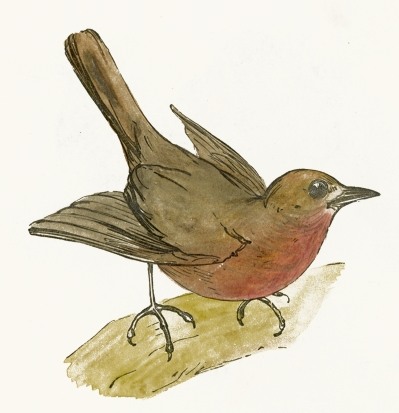 399x413 Robin Bird Drawing