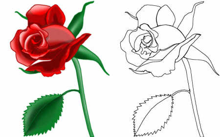 450x280 How To Draw A Rose Easy And Simple. How To Draw
