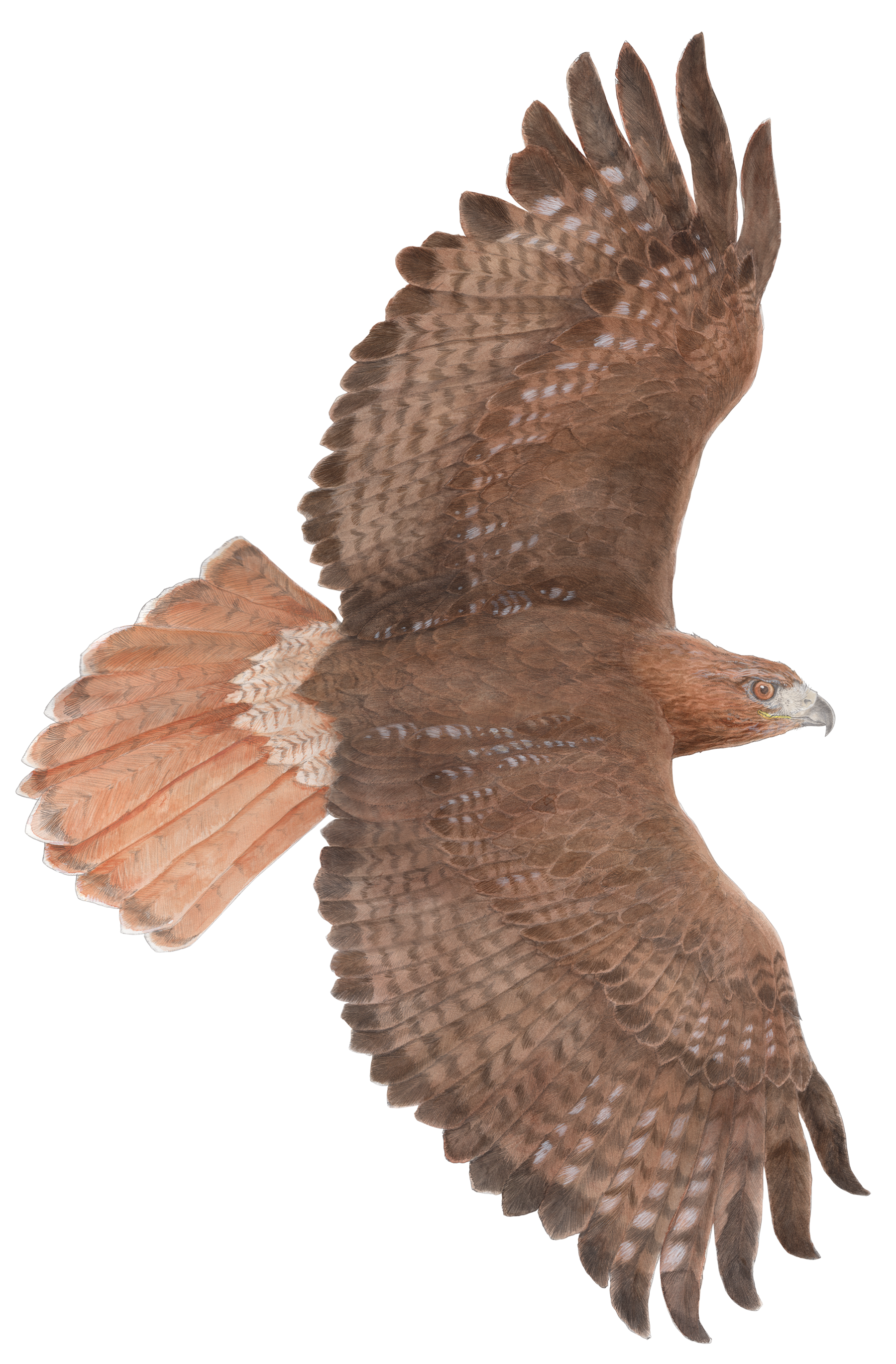 1800x2738 Red Tailed Hawk Chuck Todd Artist