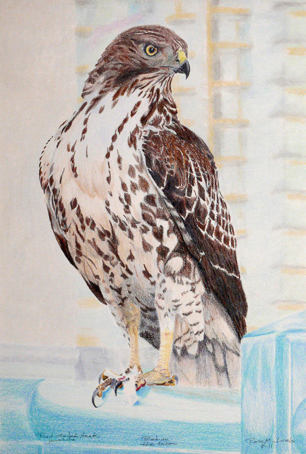 608x900 Red Tailed Hawk Drawing By Ross Michaels