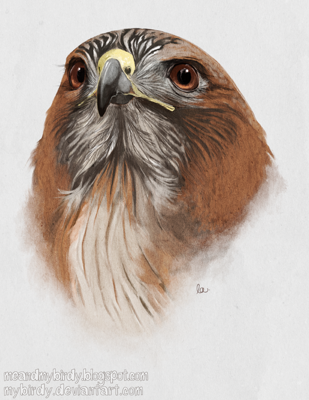 612x792 Red Tailed Hawk By Mybirdy On Colored Pencils