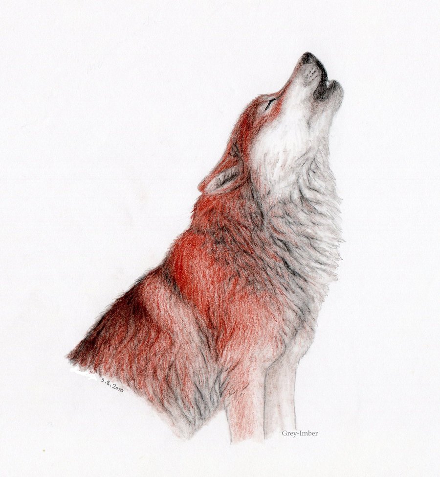 900x974 Red Wolf Animal Art
