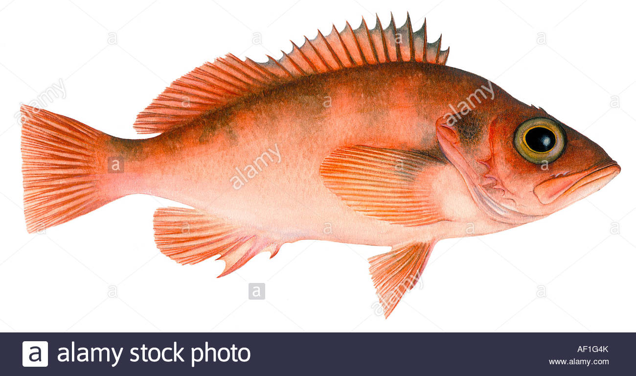 1300x768 Lesser Redfish, Norway Haddock (Sebastes Viviparus), Drawing Stock