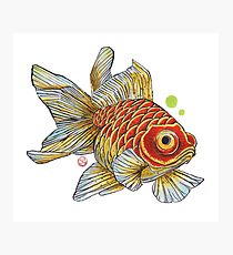 210x230 Redfish Drawing Photographic Prints Redbubble