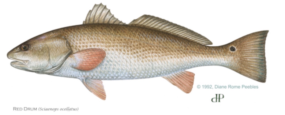 Redfish Drawing at GetDrawings | Free download