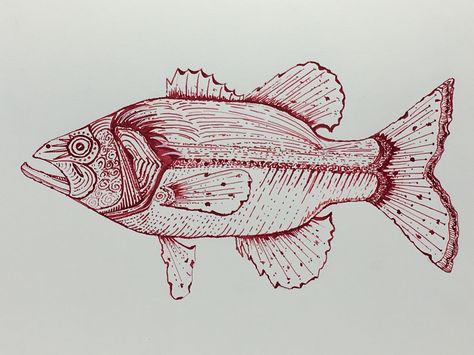 474x355 Walleye Fish