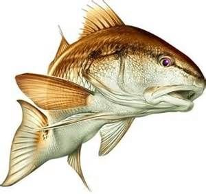 redfish tail logo