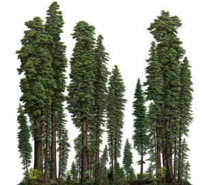 300x270 Ancient Coast Redwood Forest Breaks Records Save The Redwoods League