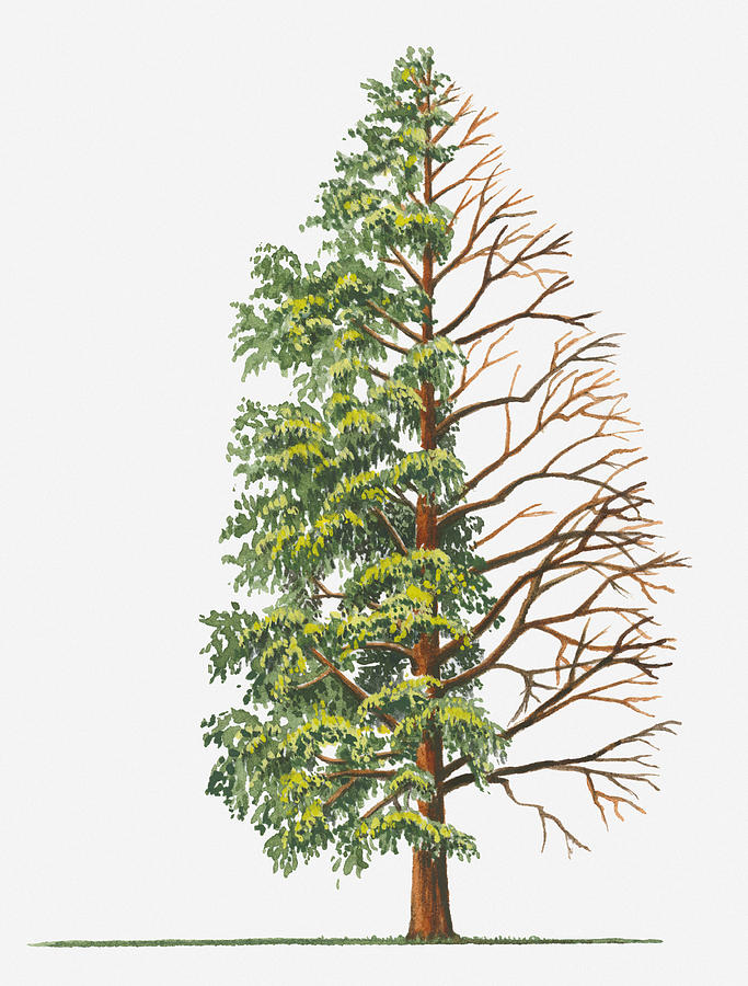 683x900 Illustration Showing Shape Of Deciduous Metasequoia
