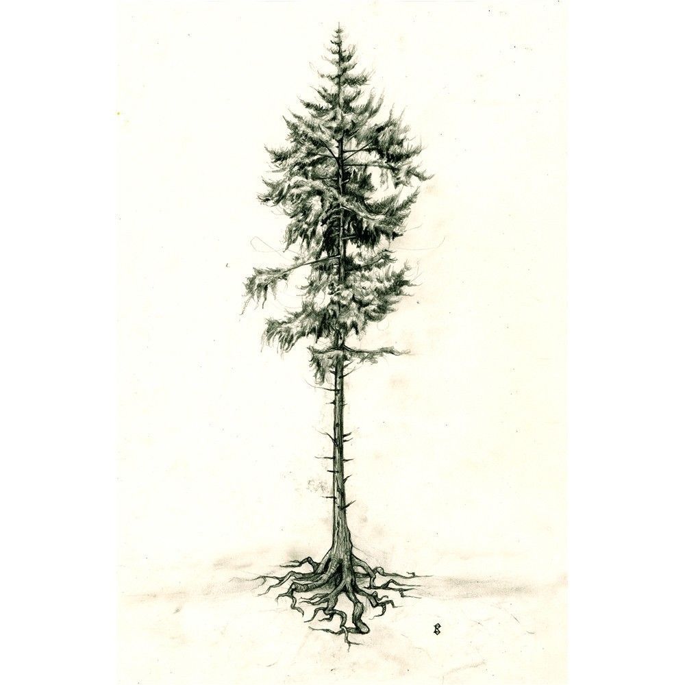 1000x1000 Pine Tree Tattoo Idea. I Like Showing The Roots Tattoo Thoughts