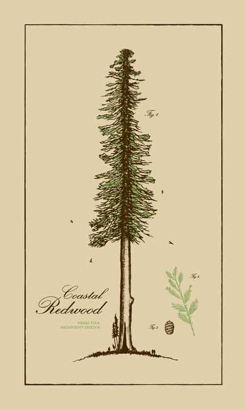 479x800 California Redwood Drawing