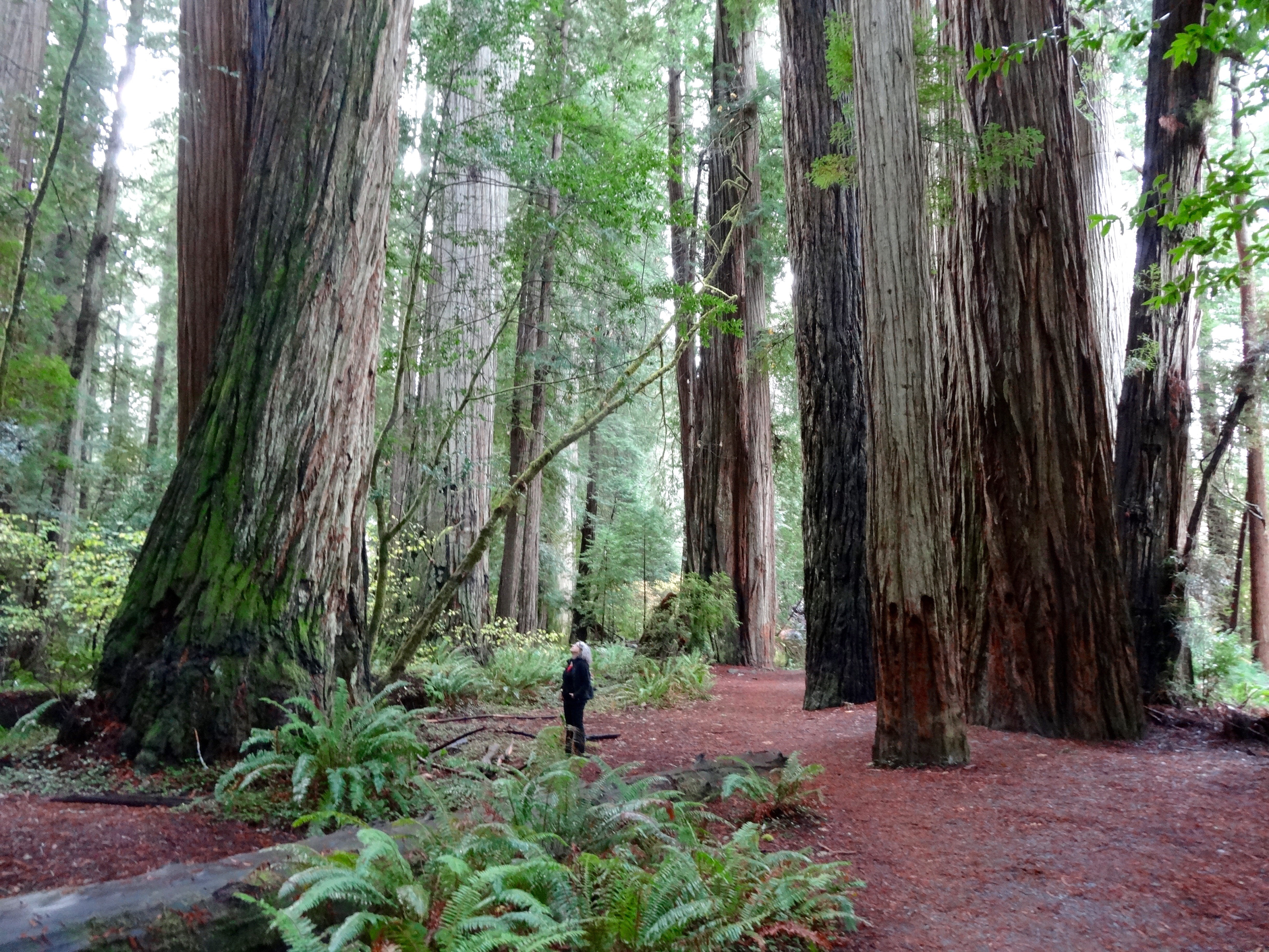 4896x3672 Drawing On Holidays