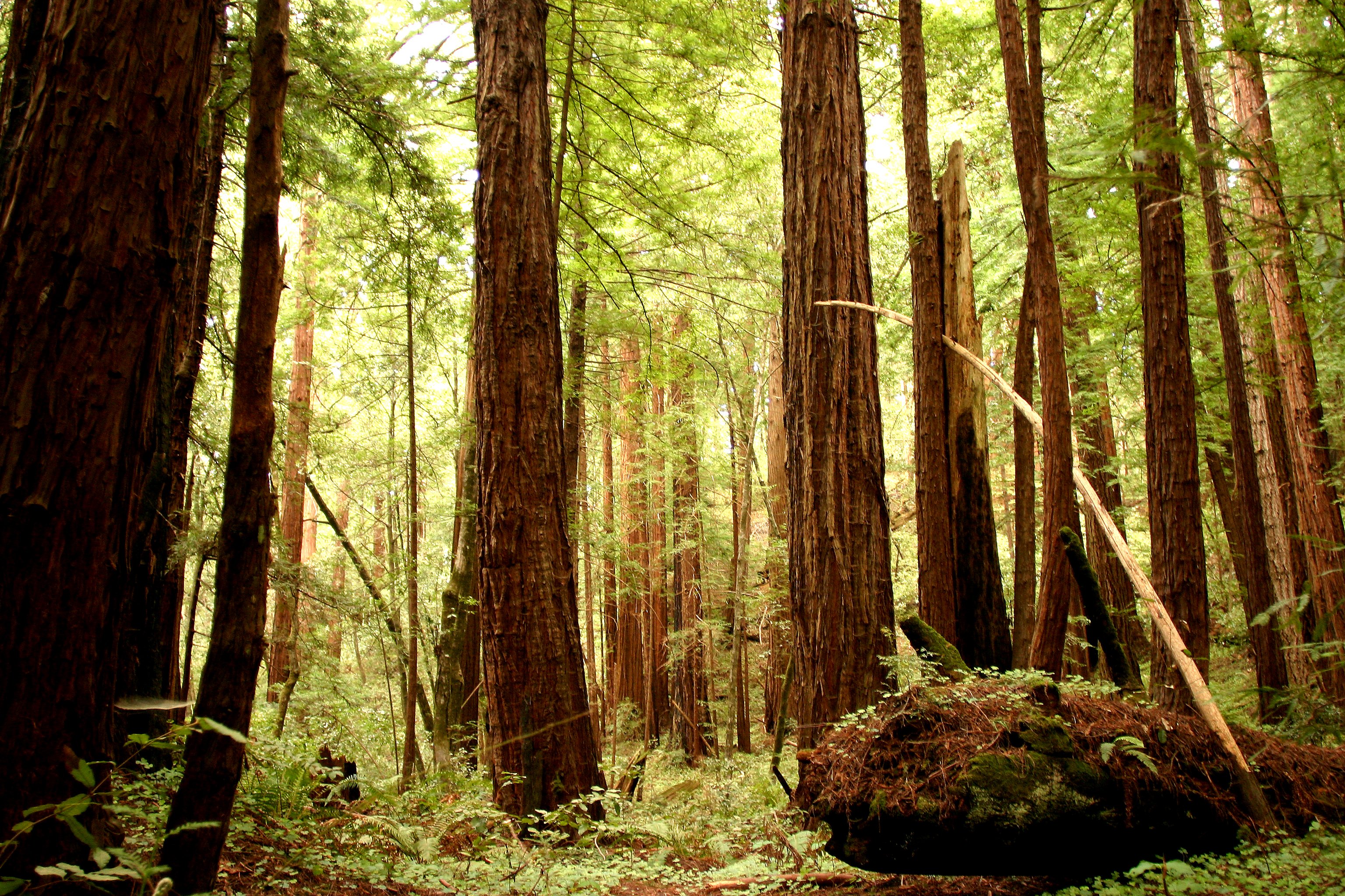 3072x2048 Free Admission Coming To 40 California Redwood Parks, Once A Month