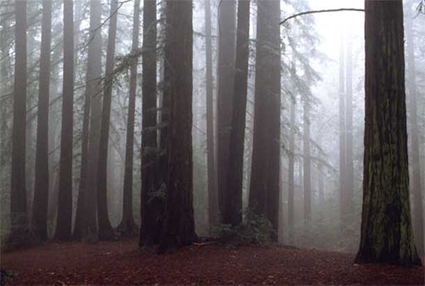 610x410 In The Shadow Of Giants