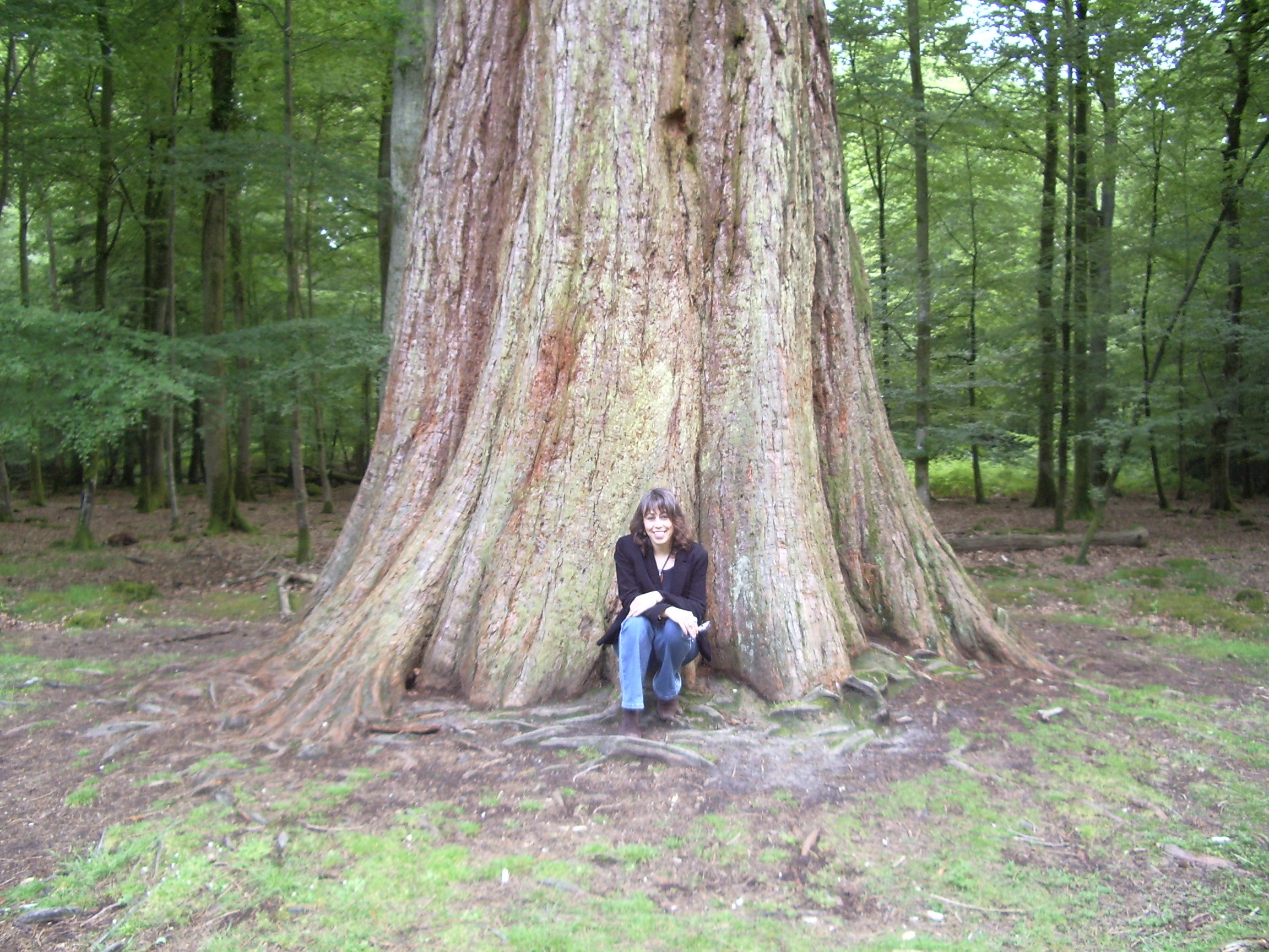 2304x1728 Of Redwoods And Renewal A Druid Thurible