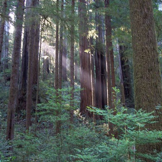 560x560 Redwood National Park Activities Usa Today