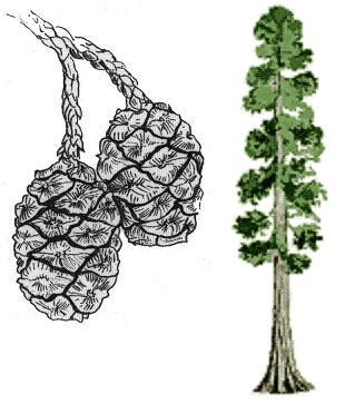 310x363 The Wild Garden Hansen's Northwest Native Plant Database