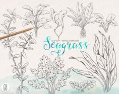 236x187 How To Draw A Coral Reef Madrepore Coral Clipart Etc Crafts