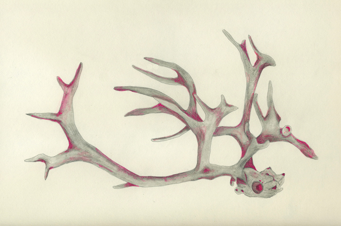 700x464 Reindeer Antlers And Skull