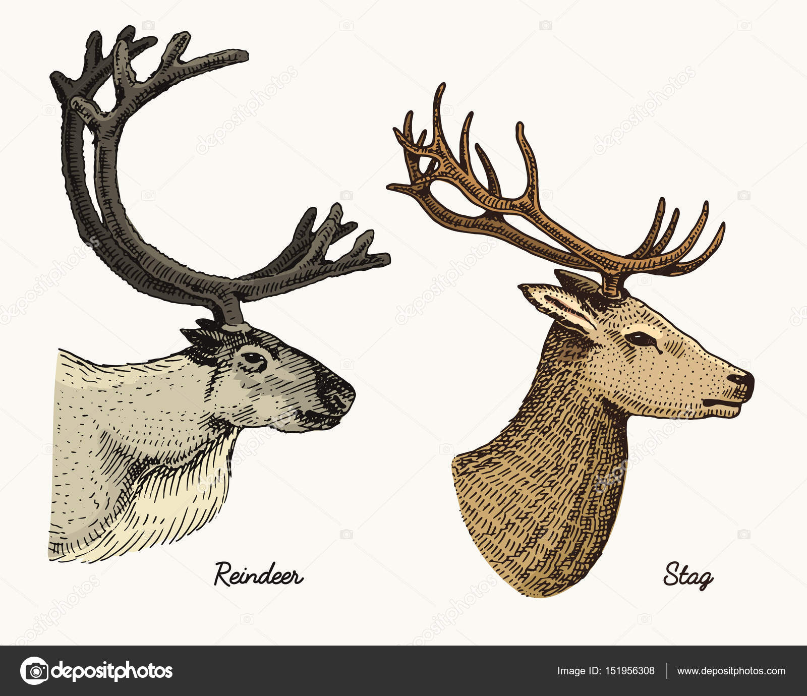 1600x1380 Reindeer And Stag Deer Vector Hand Drawn Illustration, Engraved