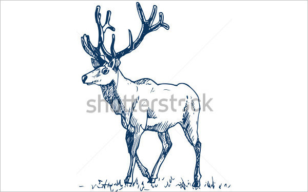 600x374 Free Deer Drawings Amp Designs Free Amp Premium Templates
