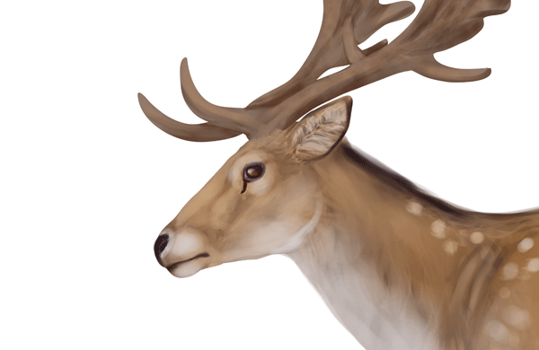 600x390 How To Draw Animals Deer