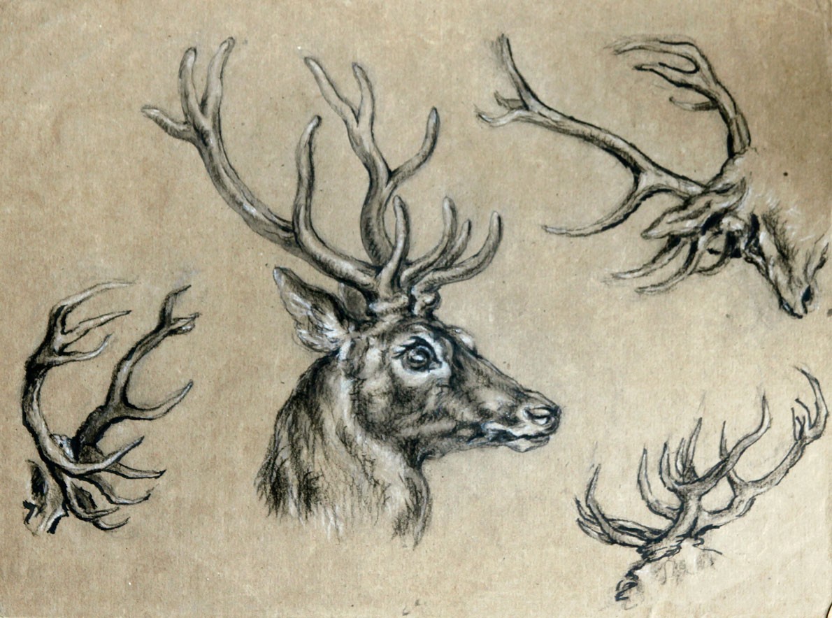 1190x884 Stag Head Drawing Stag Head Drawing Study Stags
