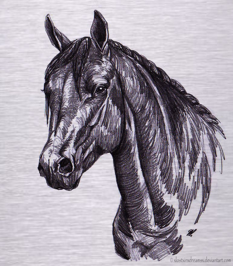771x880 Quarter Horse Drawing Horses Horse