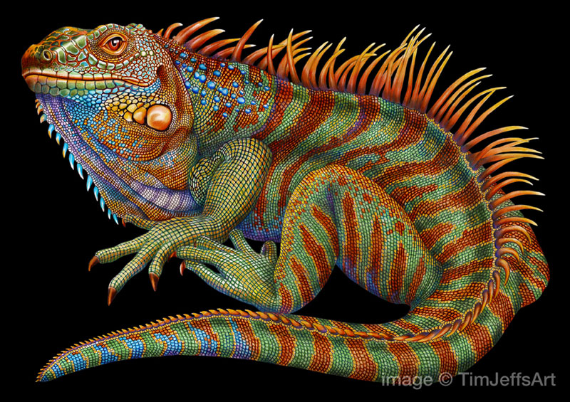 800x565 Tim Jeffs Draws Incredibly Detailed Lizards Using Pencil Crayons