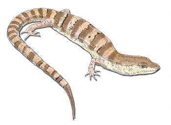 350x256 How To Draw A Lizard Reptile Drawings Lizards