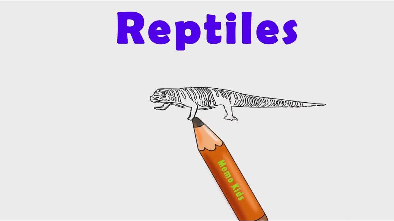 1280x720 Reptiles Drawing For Kids Learning Reptiles Names Animal