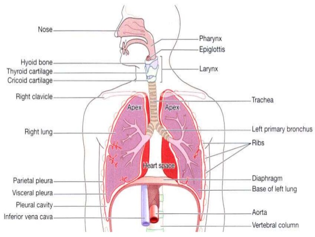 Respiratory System Drawing at GetDrawings | Free download