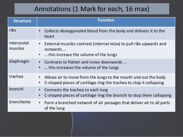 638x479 2.44 The Respiratory System Draw, Label, Annotate