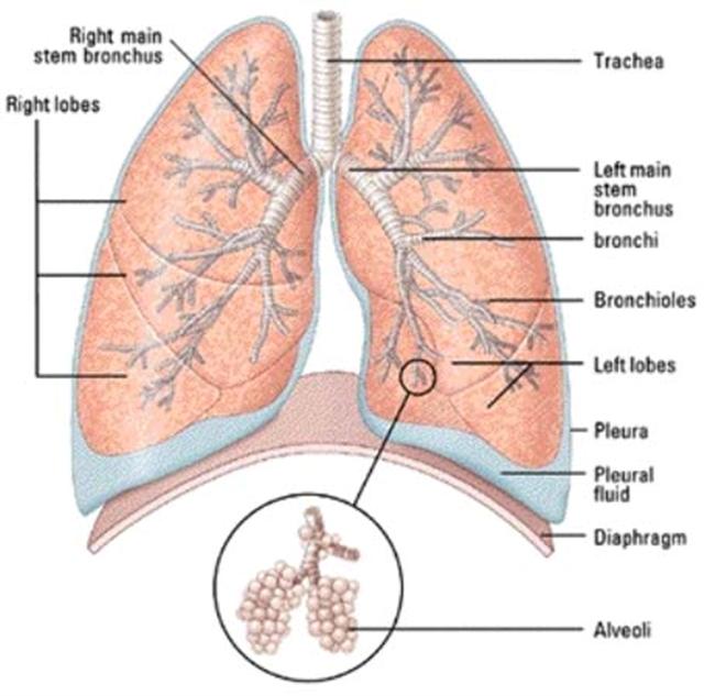 640x633 Lungs Diagram Of A Smoker After Smoking Cancer Anatomy And H