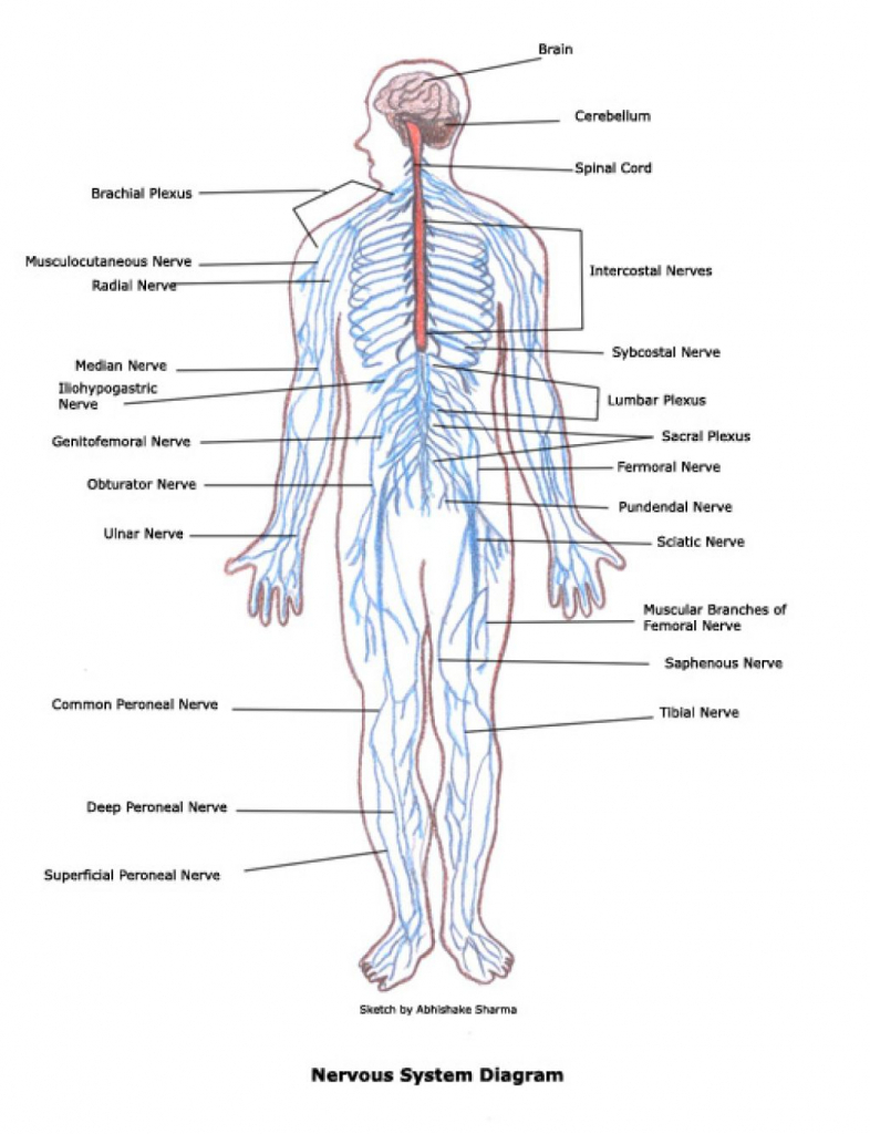 Respiratory System With Label Drawing at GetDrawings.com ...