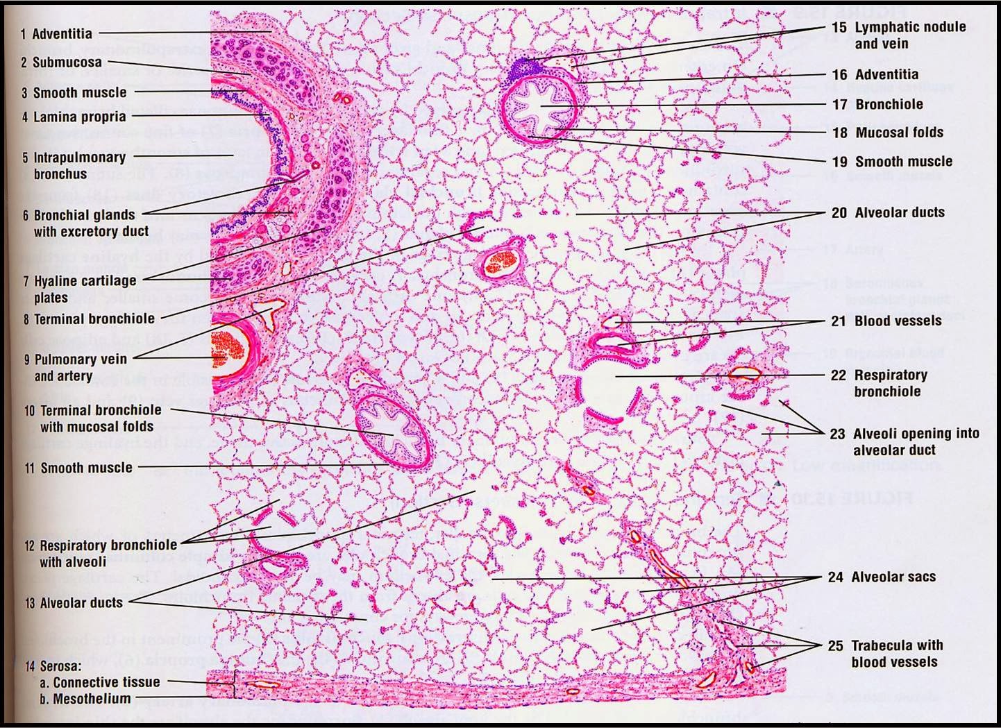 Respiratory System With Label Drawing at GetDrawings.com | Free for