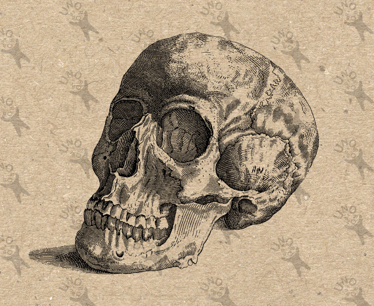 746x610 Vintage Retro Drawing Human Skull Anatomy Halloween Image Instant